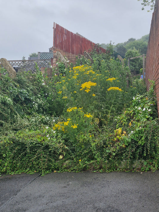 Residents of Rowan Way, Yeovil, Complain About Neglected Stonewater Housing Land