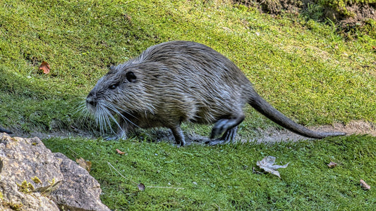 RAT Attacks In Yeovil Due To STONEWATER HOUSING