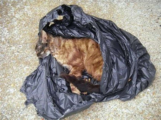 DEAD KITTEN AFTER SUSPECTED DOG ATTACK FOUND IN YEOVIL BIN
