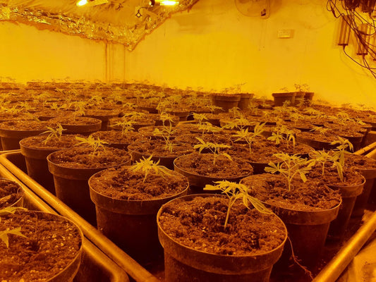 Weapons Found At Yeovil Address Of Suspected Drug Grower