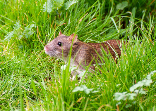 Stonewater Housing ' RAT OUT' On Promise To Yeovil Residents